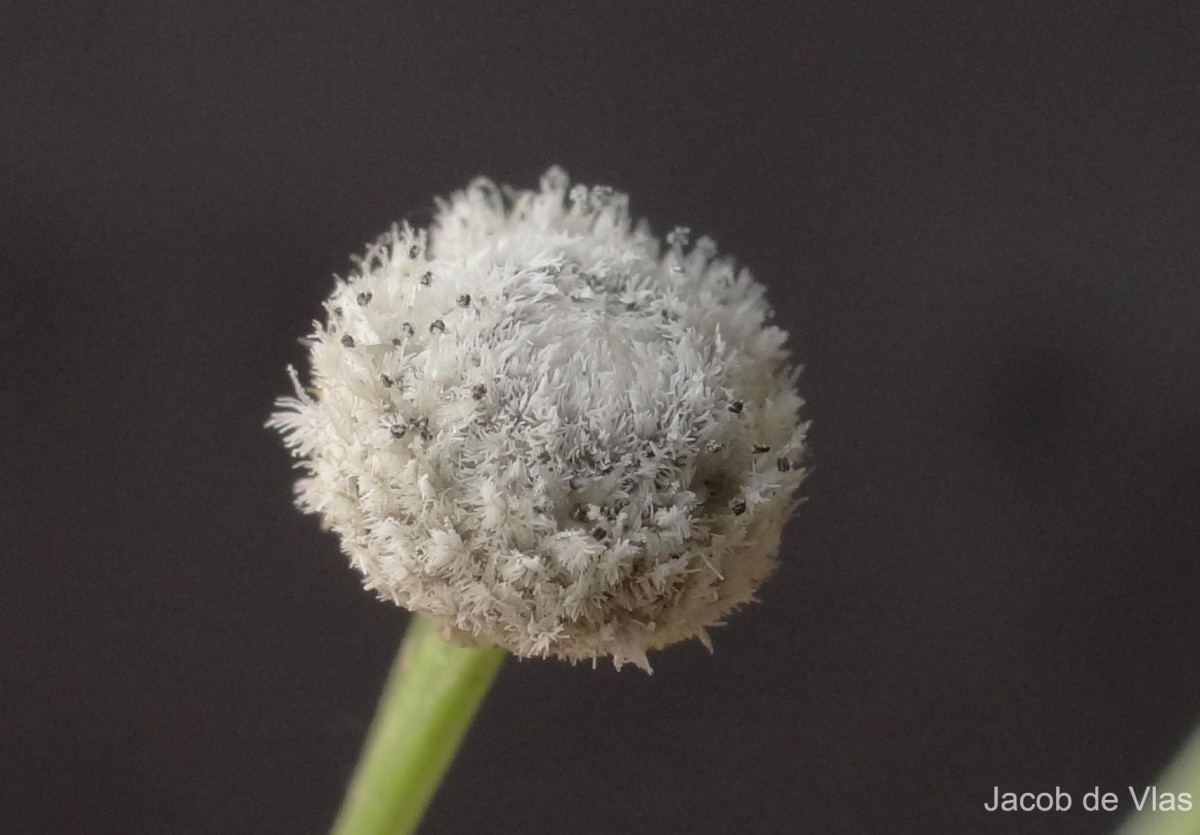 Eriocaulon quinquangulare L.